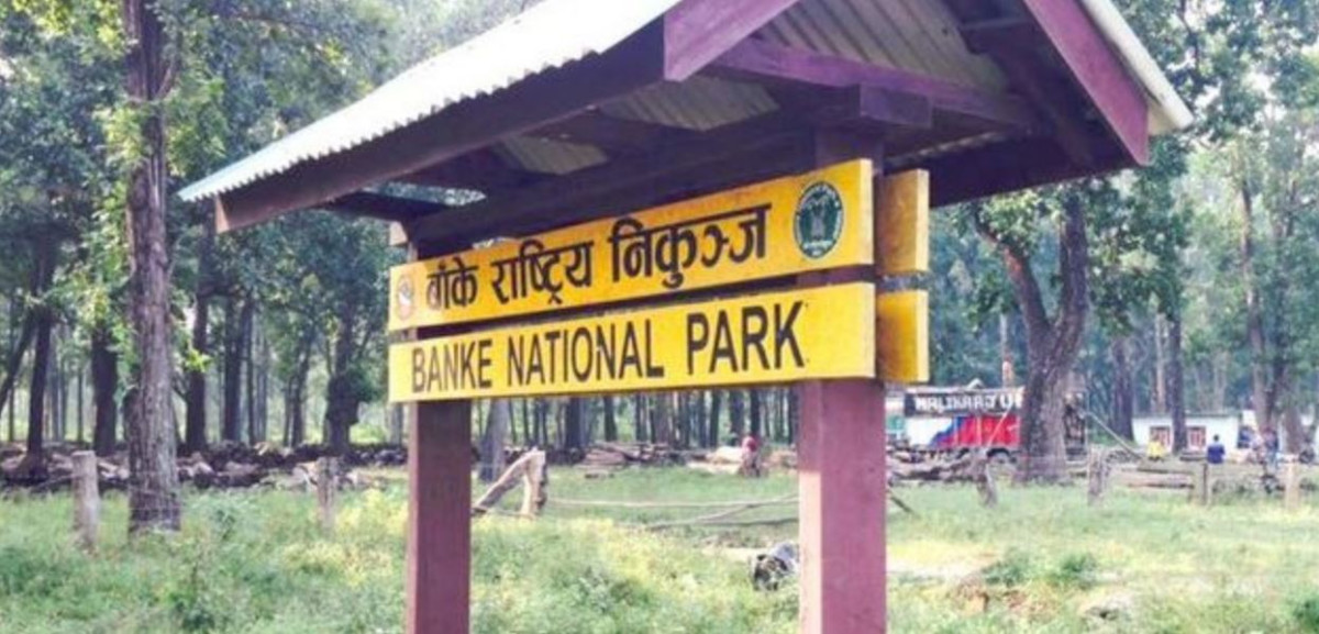 बाँके राष्ट्रिय निकुञ्जमा पर्यटकको संख्या बढ्दै, एक बर्षमा भित्रिए ४४४ जना, कति भयो राजस्व संकलन ?