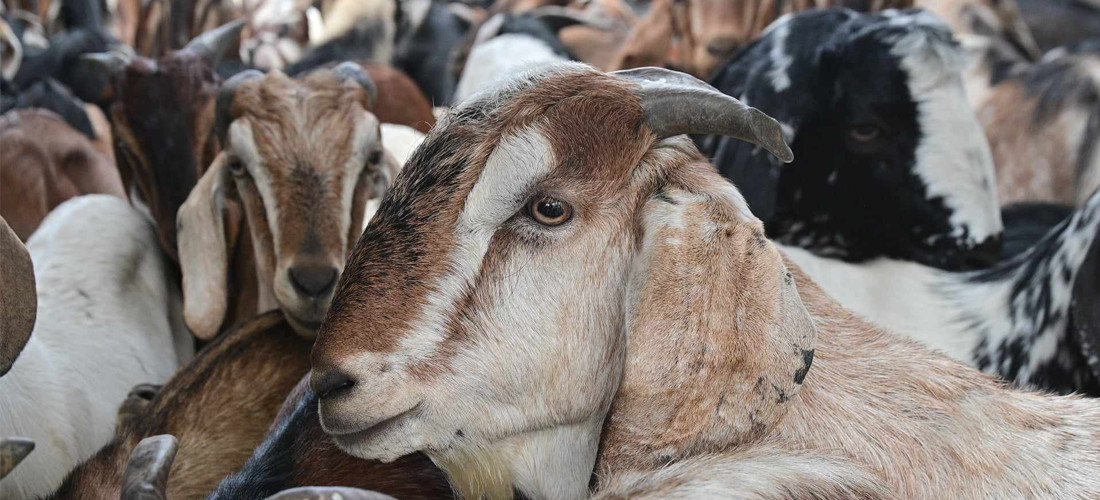 तनहुँमा एक वर्षमा नौ हजारभन्दा बढी पशुमा कृत्रिम गर्भाधान