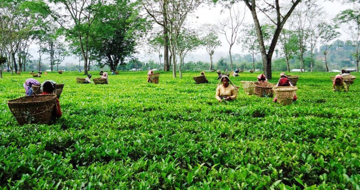 तीन अर्ब ५७ करोड बराबरको चिया निर्यात