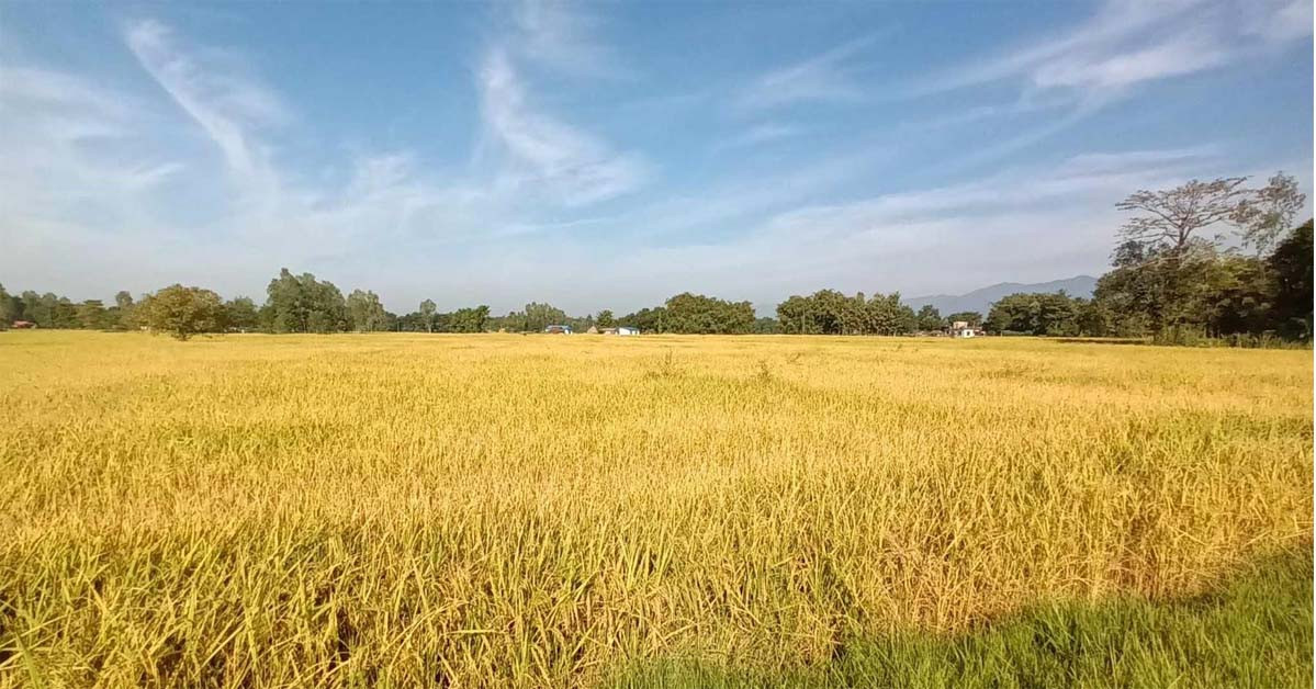 ताप्लेजुङमा धान उत्पादनमा वृद्धि