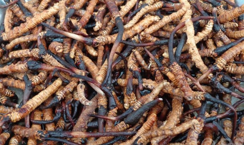 नौ महिनामा २० करोड बराबरको यार्सागुम्बा निर्यात