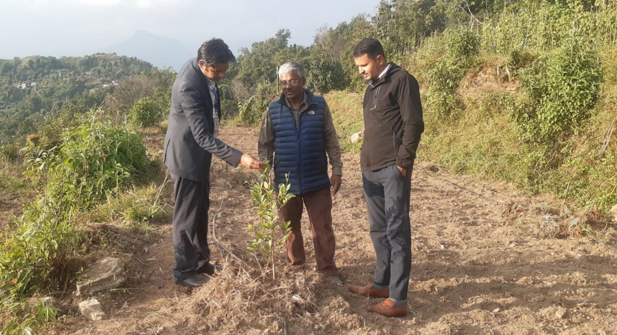 पोखरामा  बाँझो जग्गामा कागती खेती