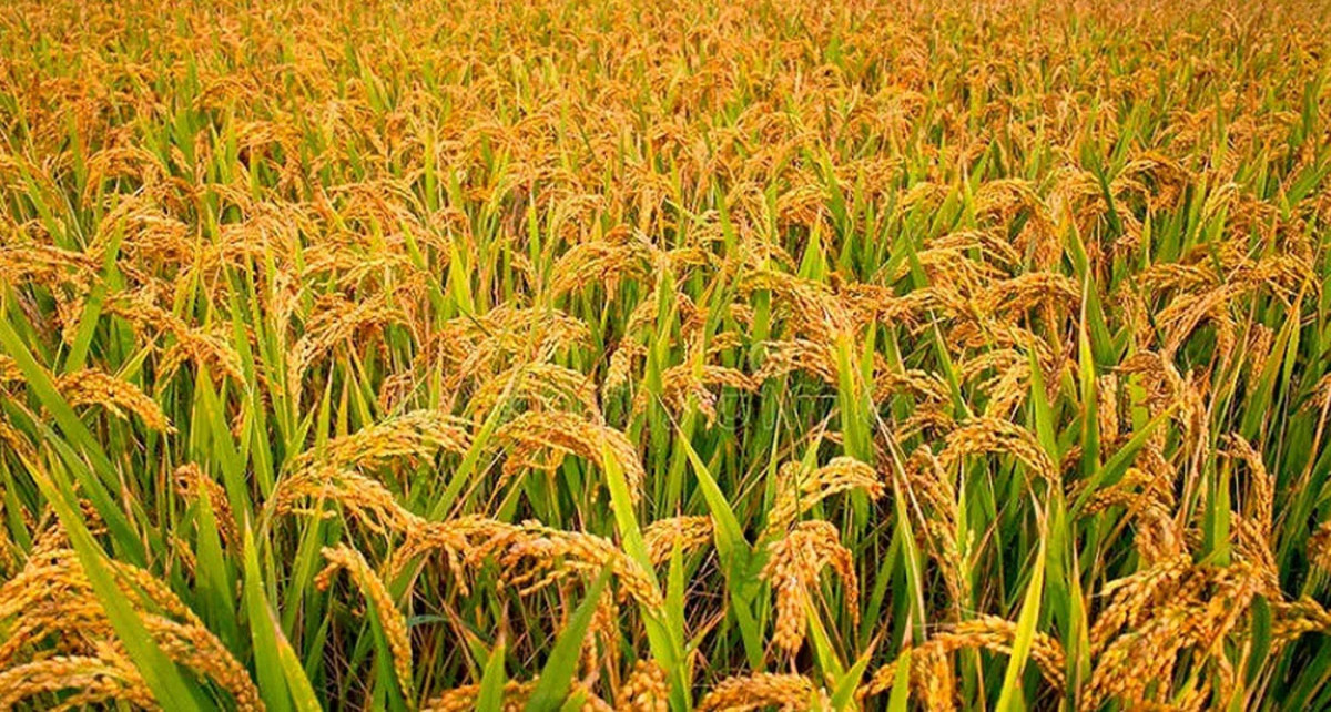 झापामा धानको समर्थन मूल्य निर्धारण