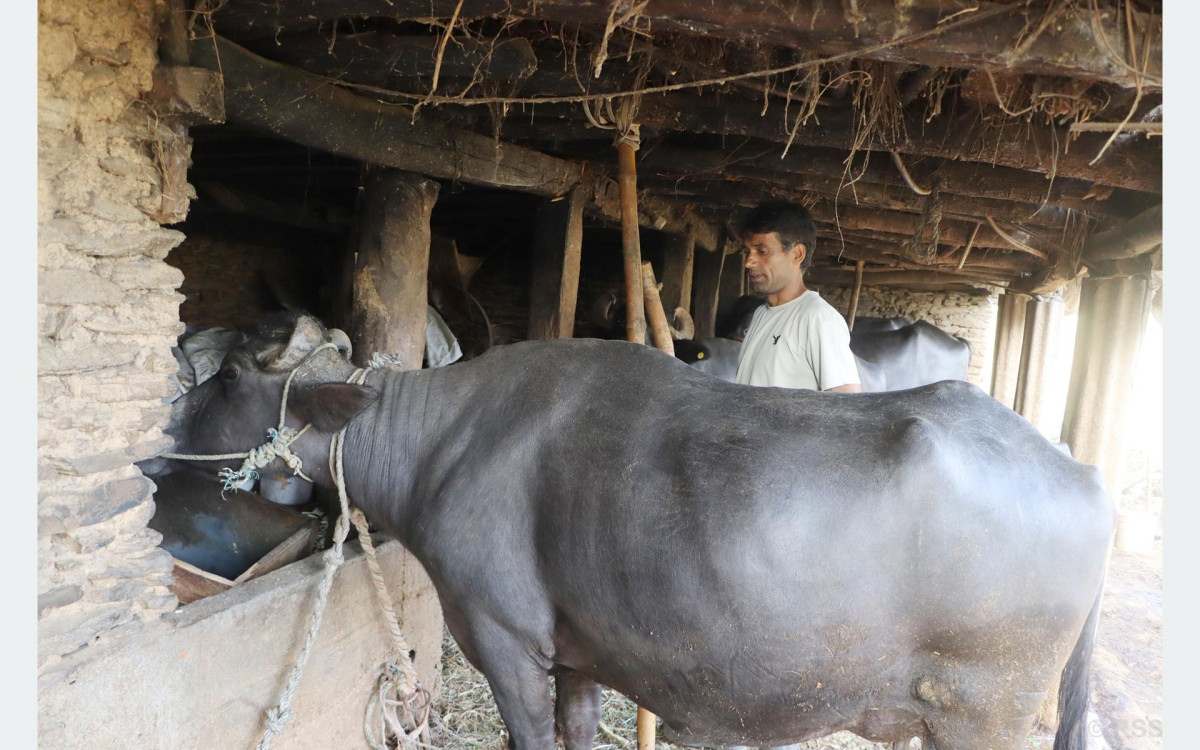 दूध बेचेर वार्षिक २० लाख कमाउँछन् बागलुङका  सुरेश