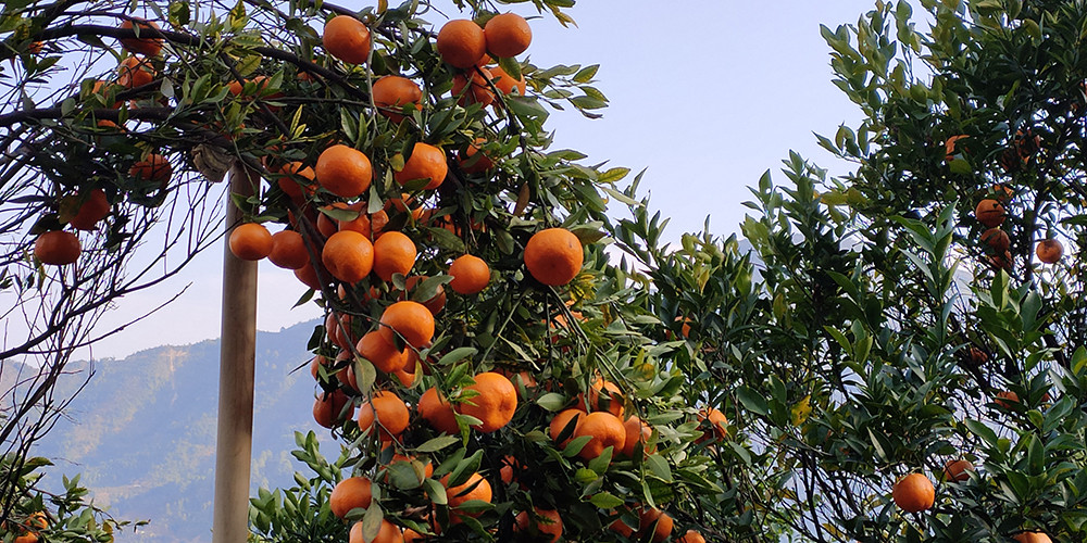 देवघाटमा सुन्तलाखेतीबाट मनग्य आम्दानी गर्दै कृषक