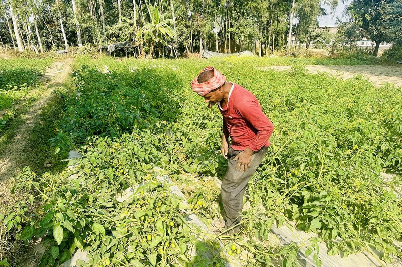 तरकारीखेती गरेर आम्दानी गर्दै कुशाहाका दलित समुदाय
