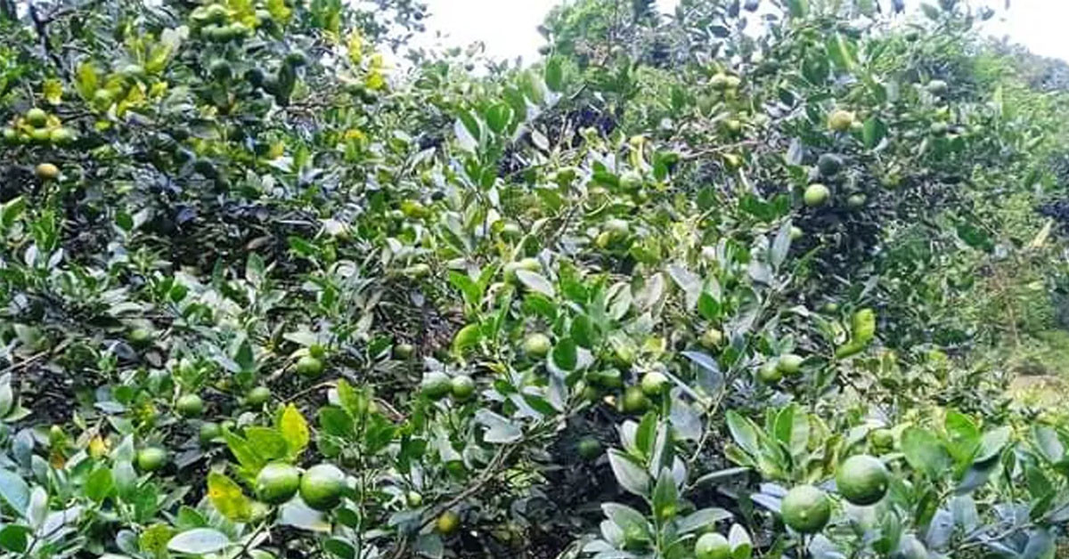 धान झुल्ने खेतमा लटरम्म कागती