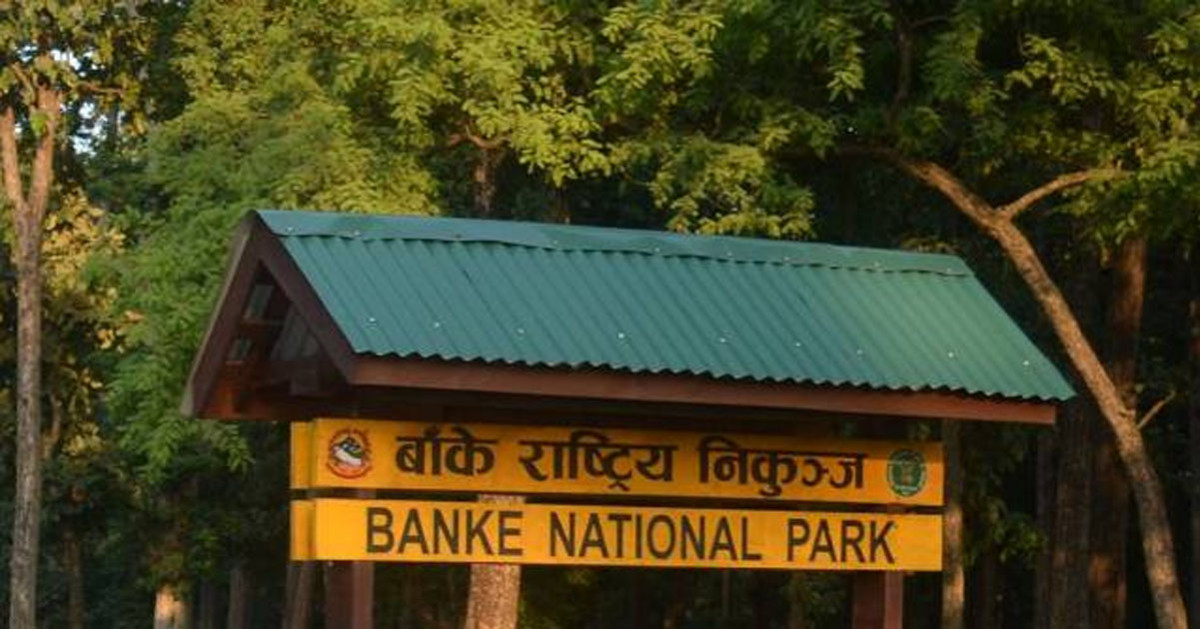 बाँके राष्ट्रिय निकुञ्जमा जङ्गल सफारी खुला