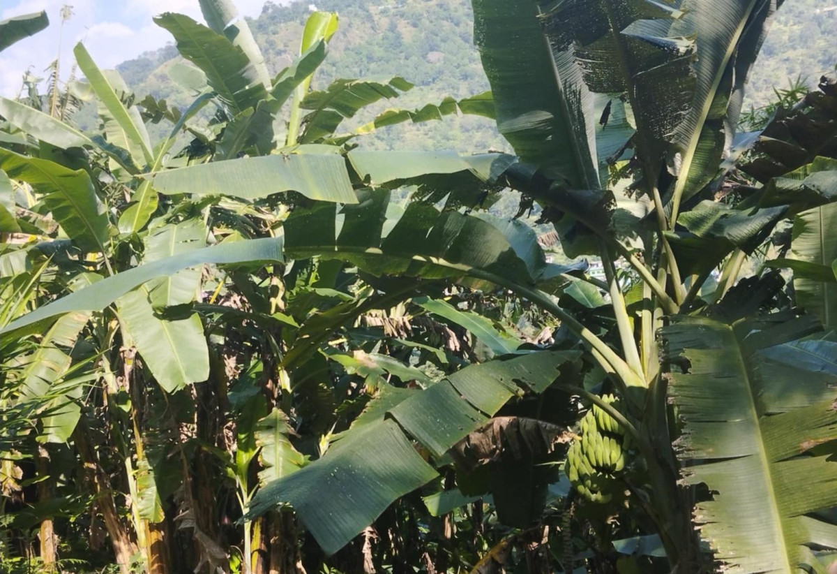 केरा खेतीबाट वर्षमा चोखो चार लाख कमाउँदै कृष्णप्रसाद
