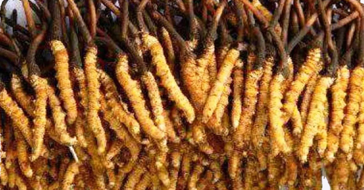 १२ करोड भन्दा बढीको यार्सागुम्बा निर्यात