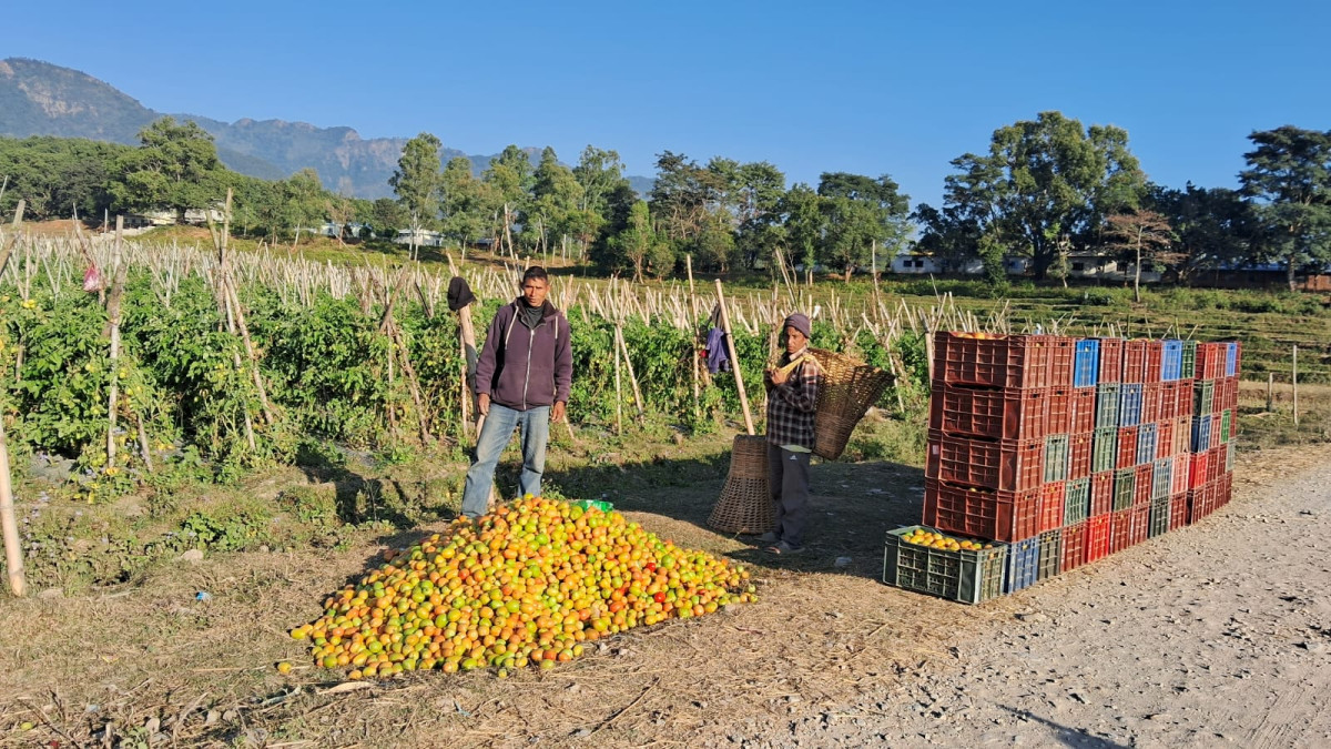 गोलभेँडा बेचेर वार्षिक सात लाख आम्दानी