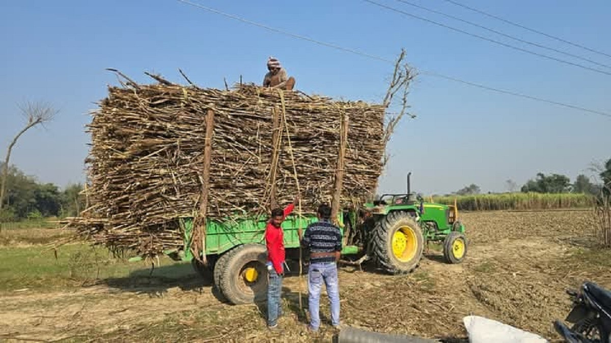 उखु खेती छाडेर अन्नबाली लगाउँदै रौतहटका कृषक