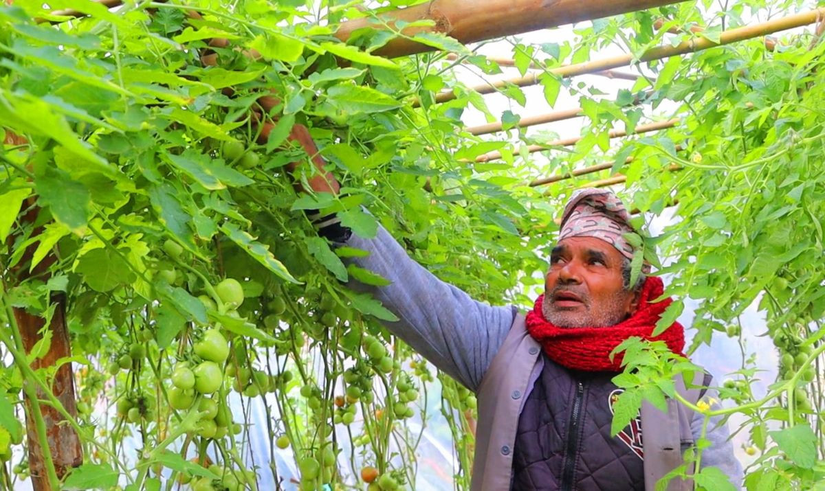 सागसब्जी फलाएर जीविकोपार्जन गर्दै