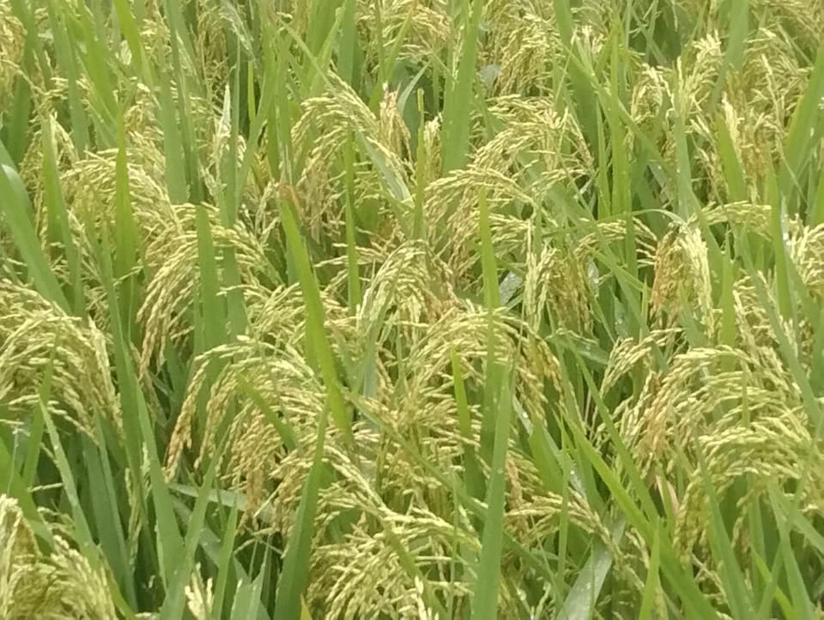 पाँच वर्षमा ५२ हजार हेक्टर धान रोप्ने क्षेत्रफल घट्यो