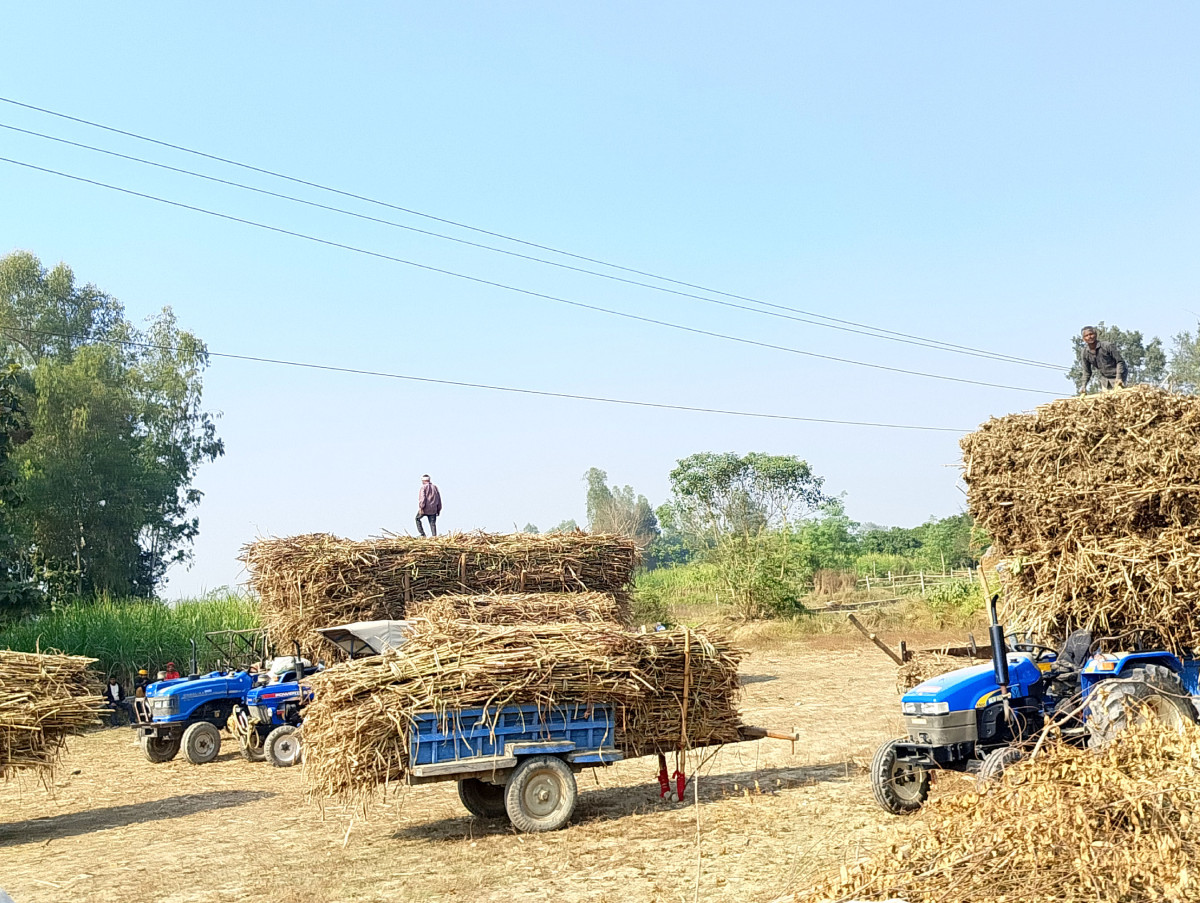 पुनः नगदेबालीको पहिचान बनाउँदै उखु खेती