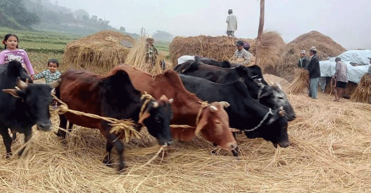 पोखराको फेवाफाँटमा आजदेखि दाइँ महोत्सव