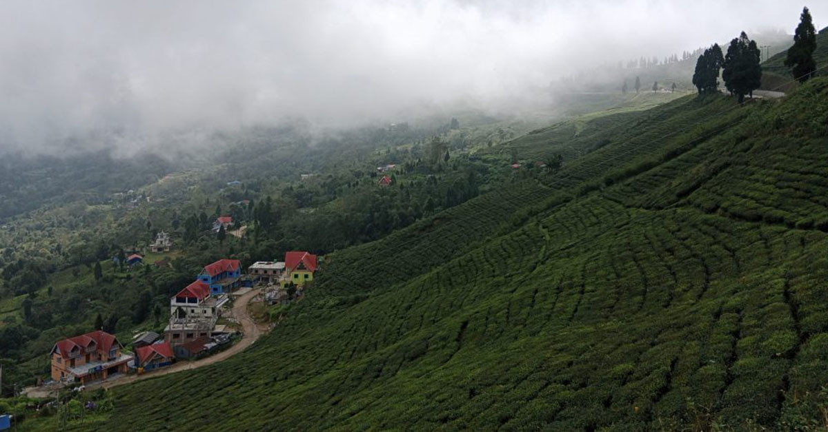 ६ महिनामा दुई अर्ब ९५ करोड बराबरको चिया निर्यात