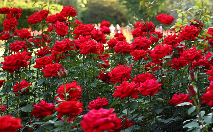 Rose Day 2025: कुन रंगको गुलाबको के हुन्छ मतलब ? जान्नुहोस् Valentine Special का ७ थरी गुलाब