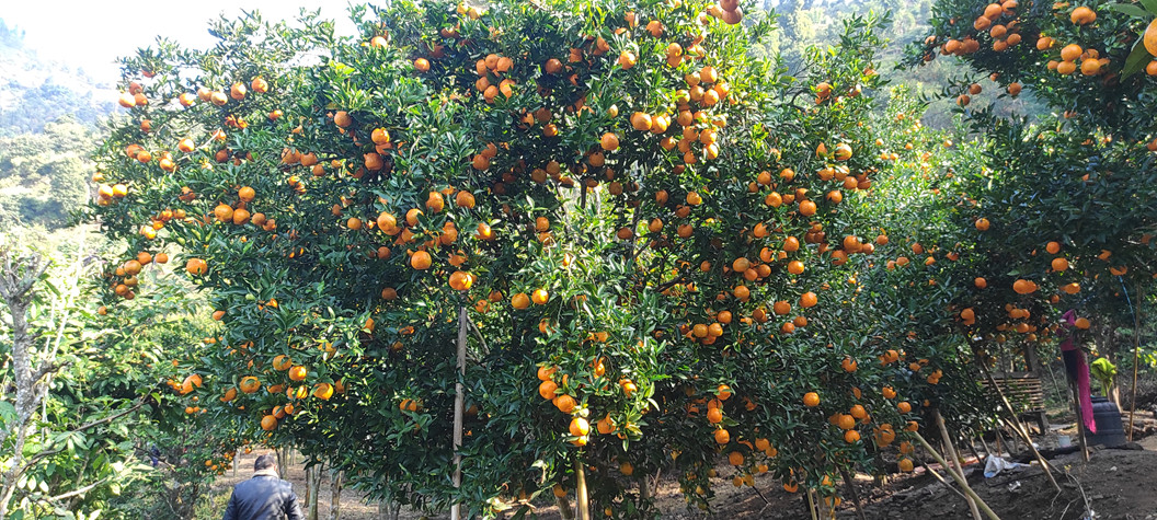 जाजरकोटमा सुन्तला बिक्रीबाट २२ करोड बढी आम्दानी