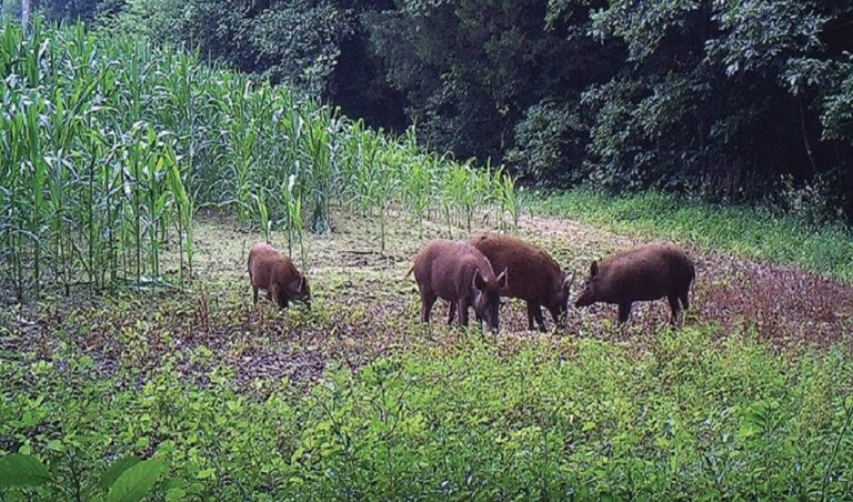 जङ्गली बँदेल बस्तीमा पसेर बालीमा क्षति