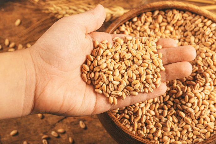 ९० हजार मेट्रिक टन गहुँ आयात गर्न ५८ कम्पनीको आवेदन