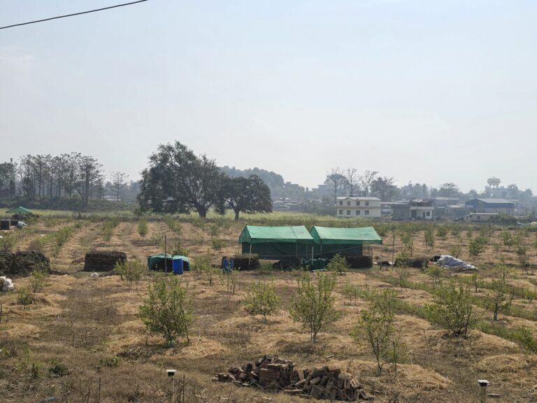 ‘सिभिल इन्जिनियर’ अध्ययन गरेर व्यावसायिक कागतीखेती