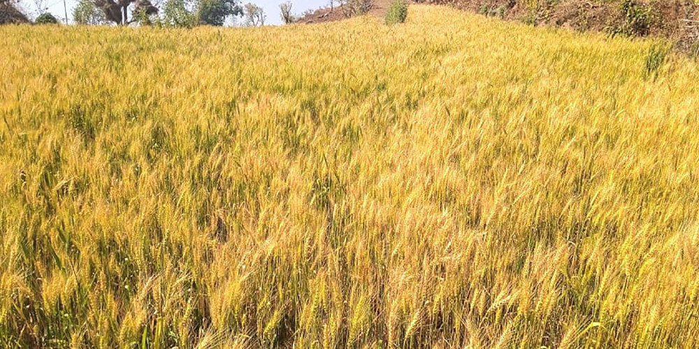 तनहुँमा सामूहिक रूपमा गहुँखेती