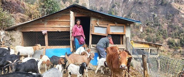 भारतबाट फर्किएर बाख्रापालन, वार्षिक छ लाख आम्दानी