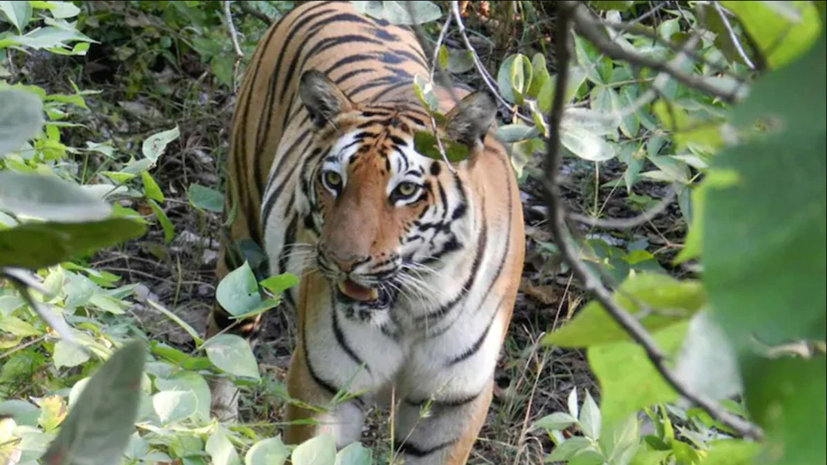 मानवबस्ती पसेको बाघ नियन्त्रणमा