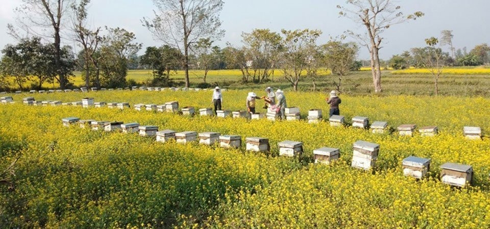 लेखर्कका किसान व्यावसायिक मौरीपालनमा आकर्षित