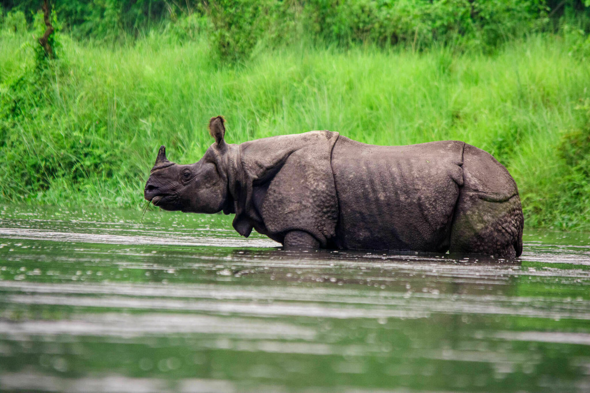 युएसएआईडीको कार्यक्रम स्थगित भएपछि गैँडा गणना समेत अन्योलमा