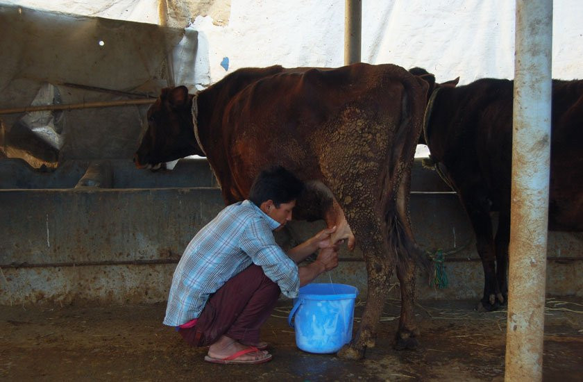 सरकारले तोकेको मूल्य पाउँदैनन् दुग्ध उत्पादक किसान