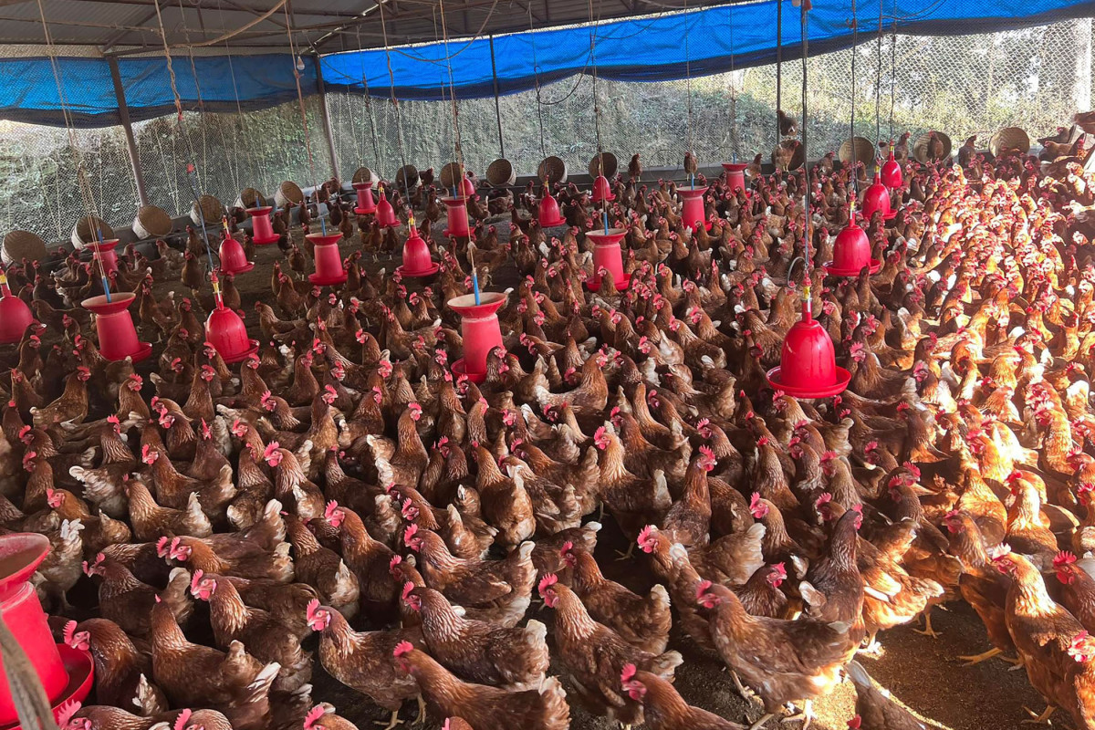 जैविकको सुरक्षाको अभावमा कुखुरामा ब्याक्टेरिया र भाइरसको समस्या