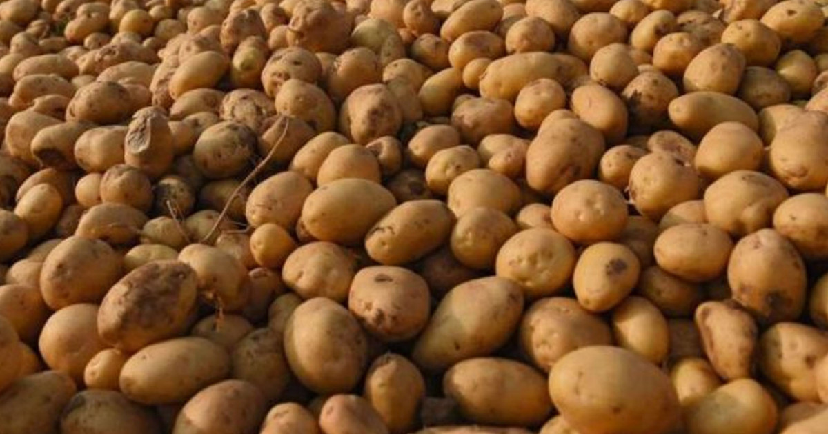 बागलुङमा एक अर्ब ९४ करोड ६० लाखको आलु उत्पादन, खेती क्षेत्र र मूल्य घट्यो