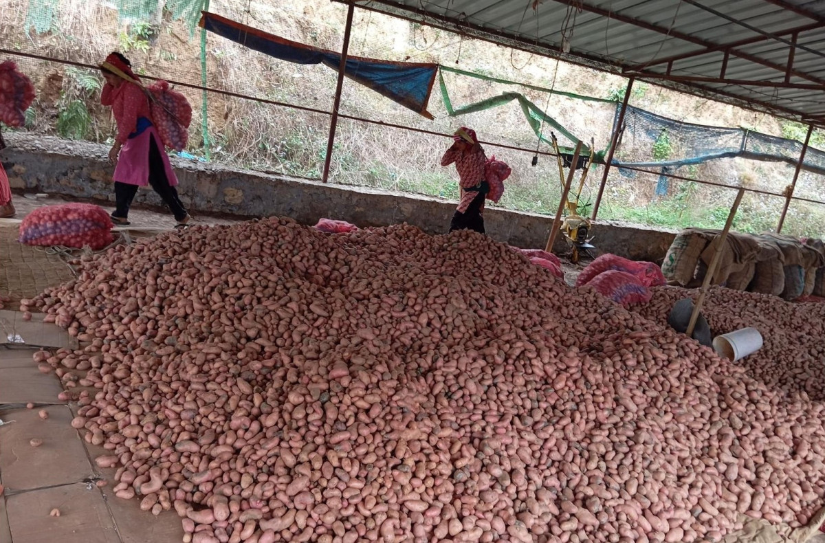 पर्वतमा यस वर्ष आलु उत्पादन वृद्धि हुने अनुमान