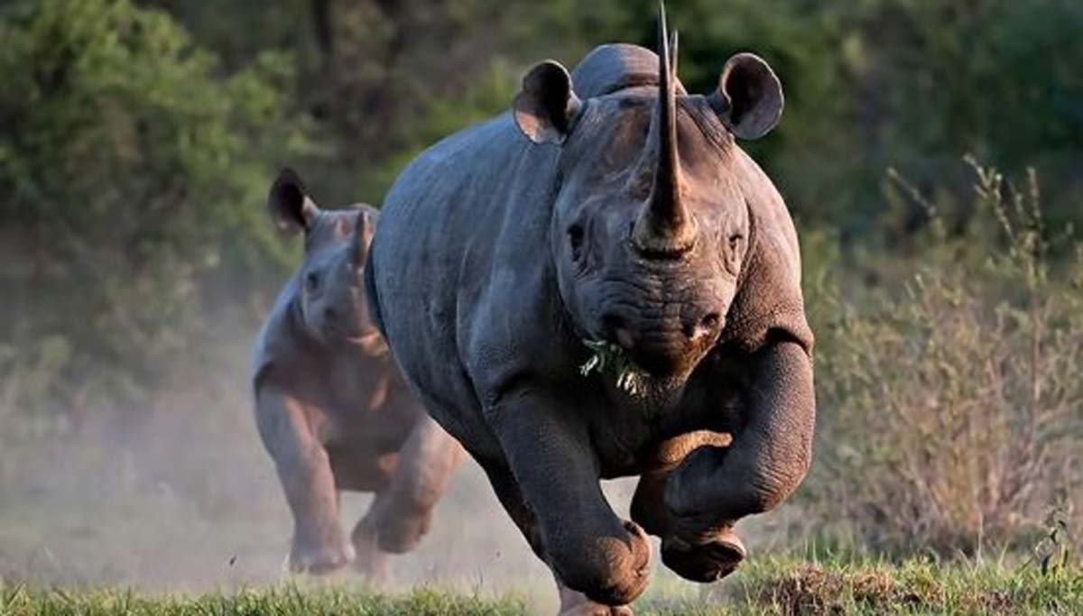 बजेट अभावमा रोकियो गैँडा गणना