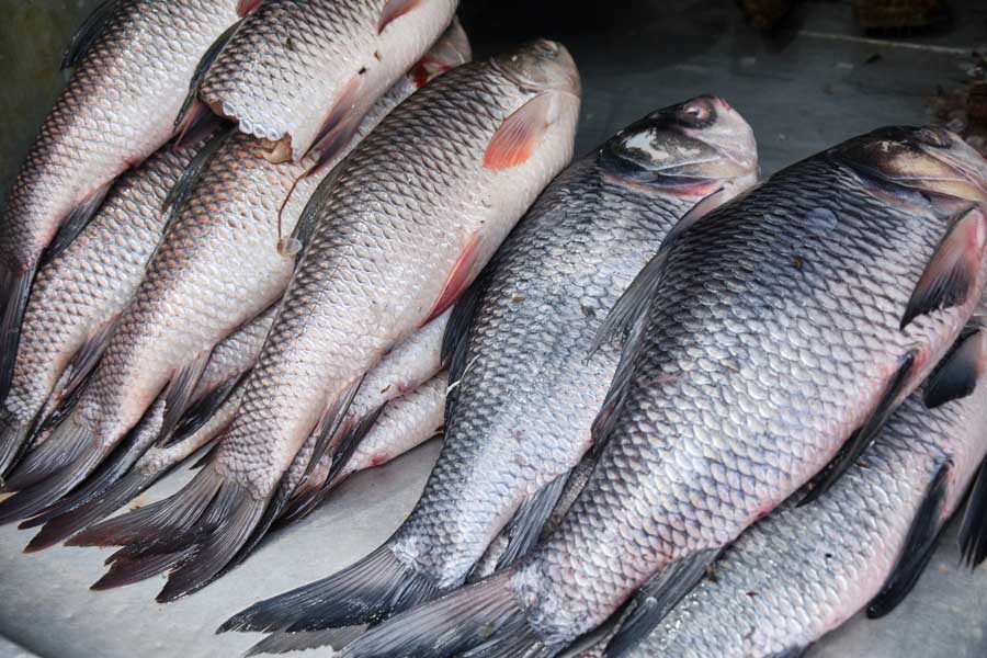 कालीमाटीमा थरीथरीका माछा, कति छ मूल्य ?