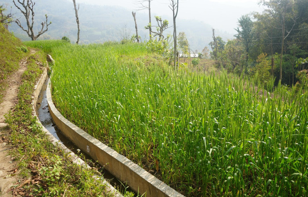 सिँचाइ सुविधापछि तीन बाली खेती