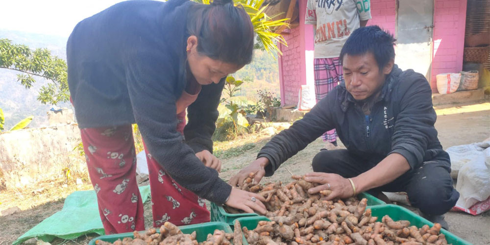 बेसार खेतीको आकर्षण बढ्दाे