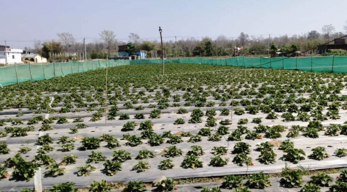 बाँकेमा किसान स्ट्रबेरीखेतीतर्फ आकर्षित, अढाइ महिनामा ५ लाख आम्दानी