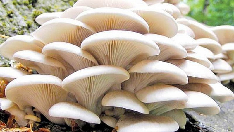 सावित्री च्याउखेती व्यावसायबाट मनग्य आम्दानी गर्दै