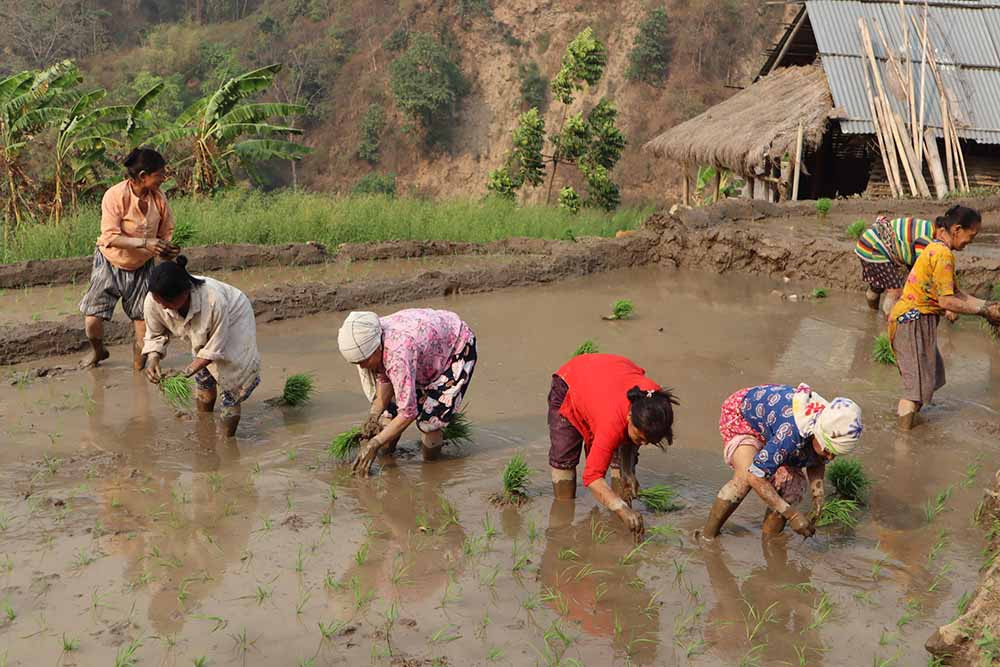 बाढी पहिरोका कारण चैते धानको उत्पादन घट्ने