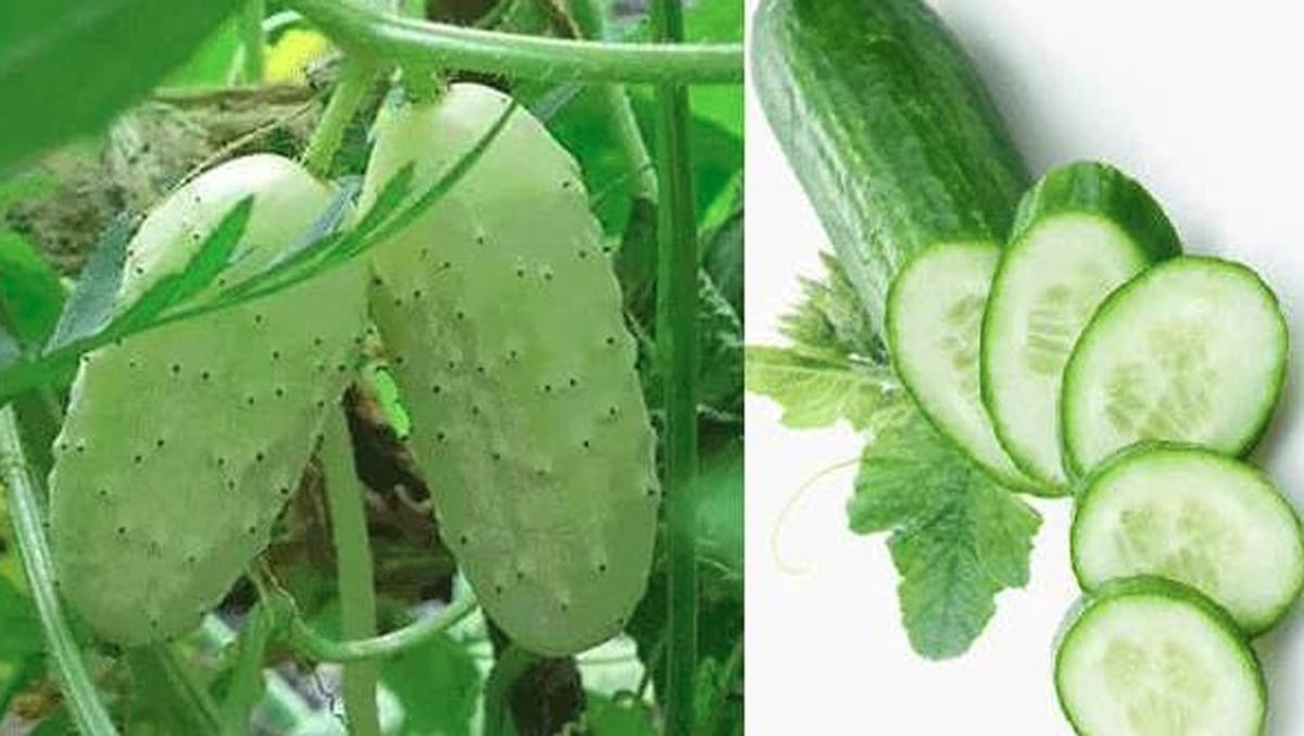 घट्यो काँक्रोको भाउ, प्रतिकिलो कति ?