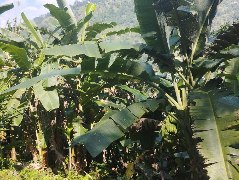 तिहार र छठमा केराको थामबाट उल्लेखनीय आम्दानी