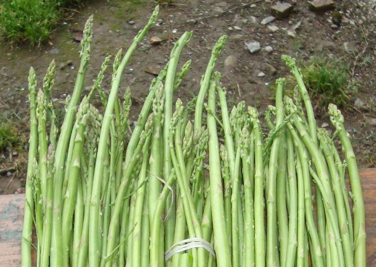 किलोमा १ सय रुपैयाँ घट्यो कुरिलो