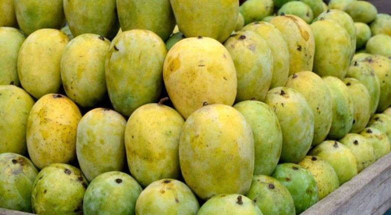 बागवानीको आँप ५३ लाख बढीमा ठेक्का
