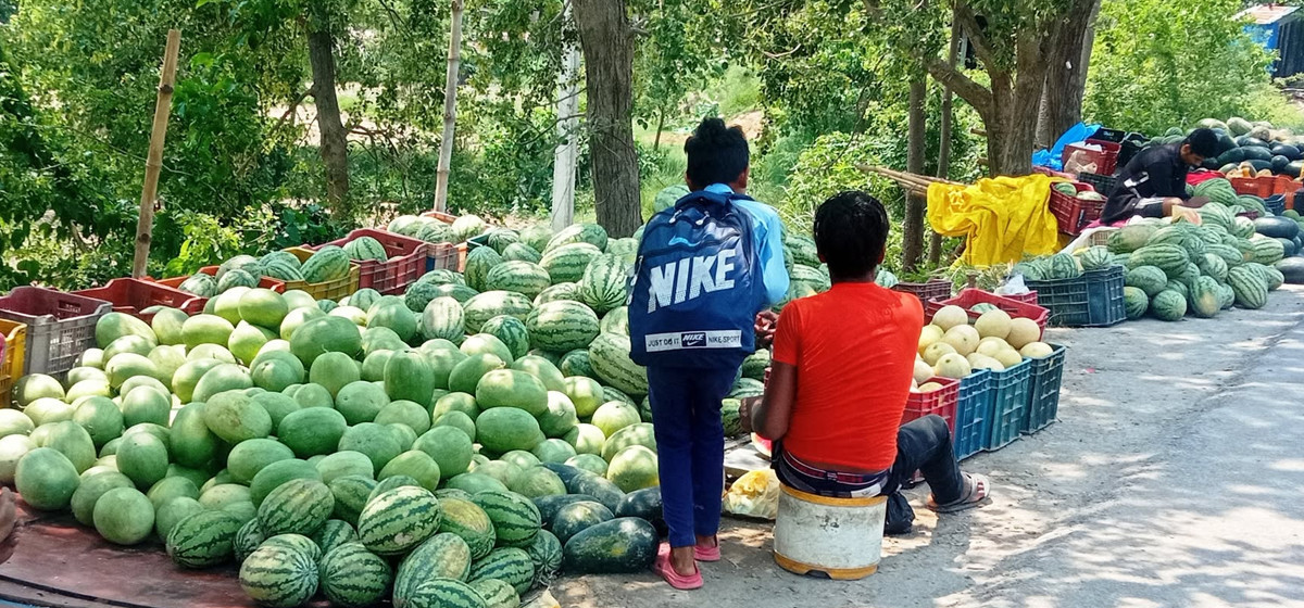 तरबुजा खेतीबाट डेढ लाखसम्म आम्दानी