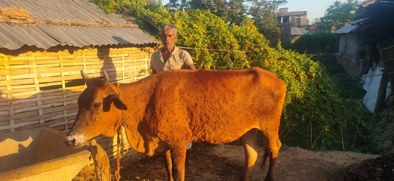 मेचीनगरमा ‘अफ्रिकन स्वाइन फ्लू’ र ‘लम्पी स्किन’को सङ्क्रमण पुष्टि