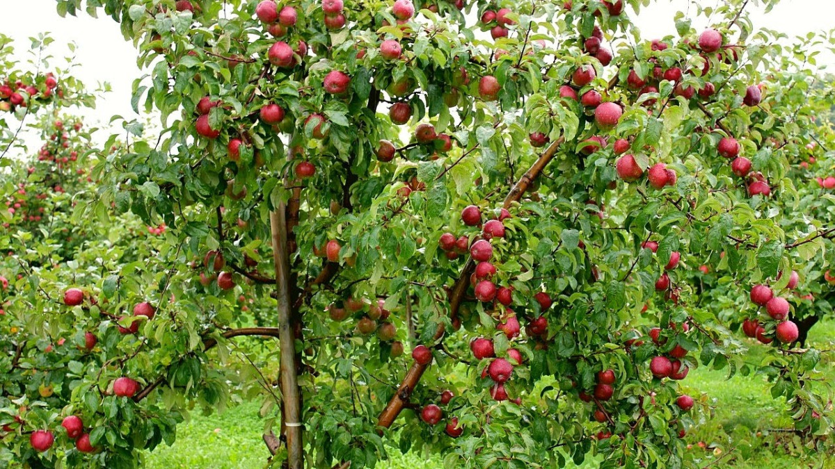 स्याउको  मूल्य  घट्यो, किलोको कति ?