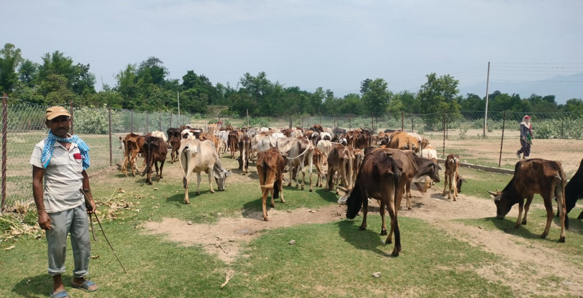 छाडा चौपाया व्यवस्थापन केन्द्रमा बजेट अभाव